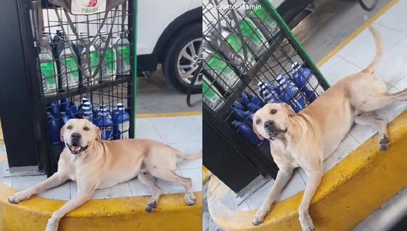 En redes sociales resurgió el video de un perrito adoptado llamado Randy, quien se volvió famoso porque salvó a un empleado de un asalto en una gasolinera. (TikTok: @doratto_izamin)