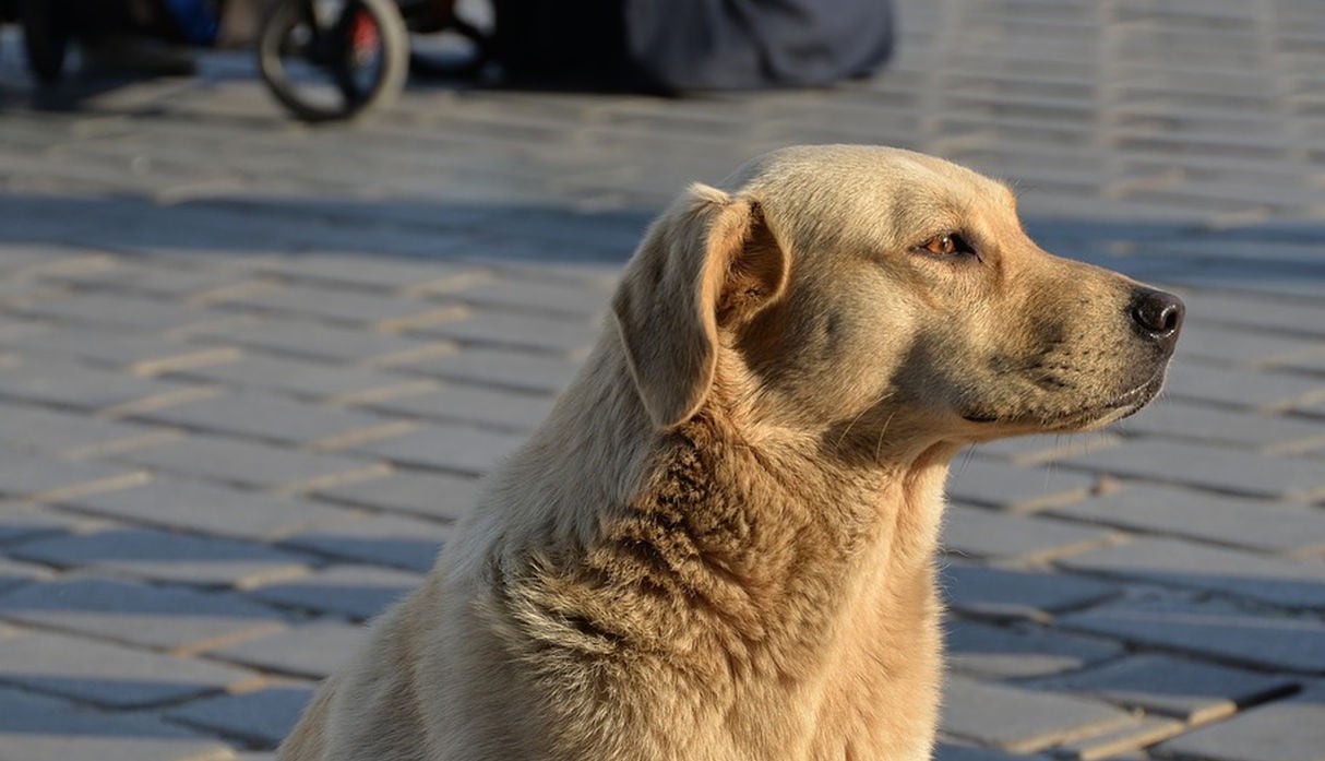 El can se mantuvo tranquilo, hecho que impresionó bastante en YouTube. (Pixabay / BesanKh)