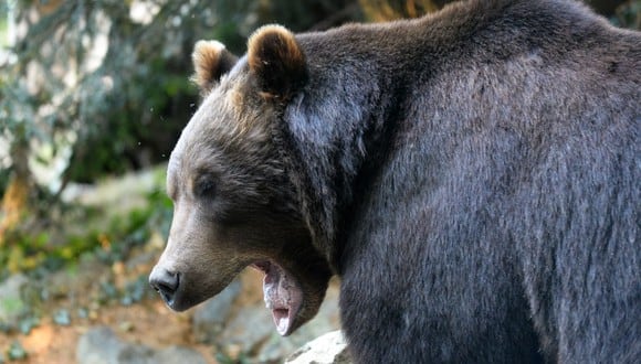 La mujer de 25 años se encontraba junto a otros turistas cuando el animal apareció. Ella no siguió las instrucciones de los oficiales del parque y se aproximó al oso para tomar las fotos. (Foto: JEAN-FRANCOIS MONIER / AFP)