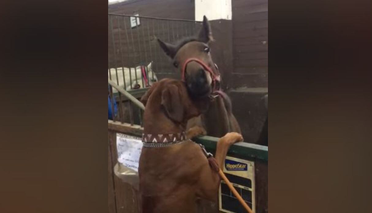 El perro y el caballo fueron captados en un establo. (YouTube: ViralHog)