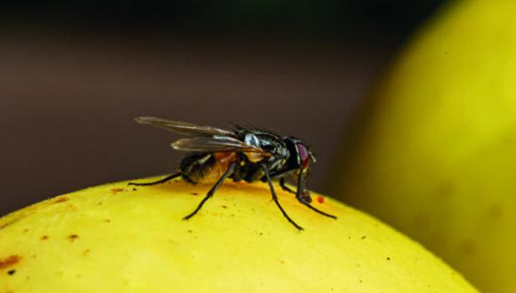 Aunque no lo creas, la presencia de moscas puede ser señal de alerta (Foto: iStockphoto)