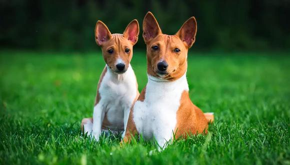 Los perros de raza Basenji son conocidos como los únicos perros del mundo que no ladran