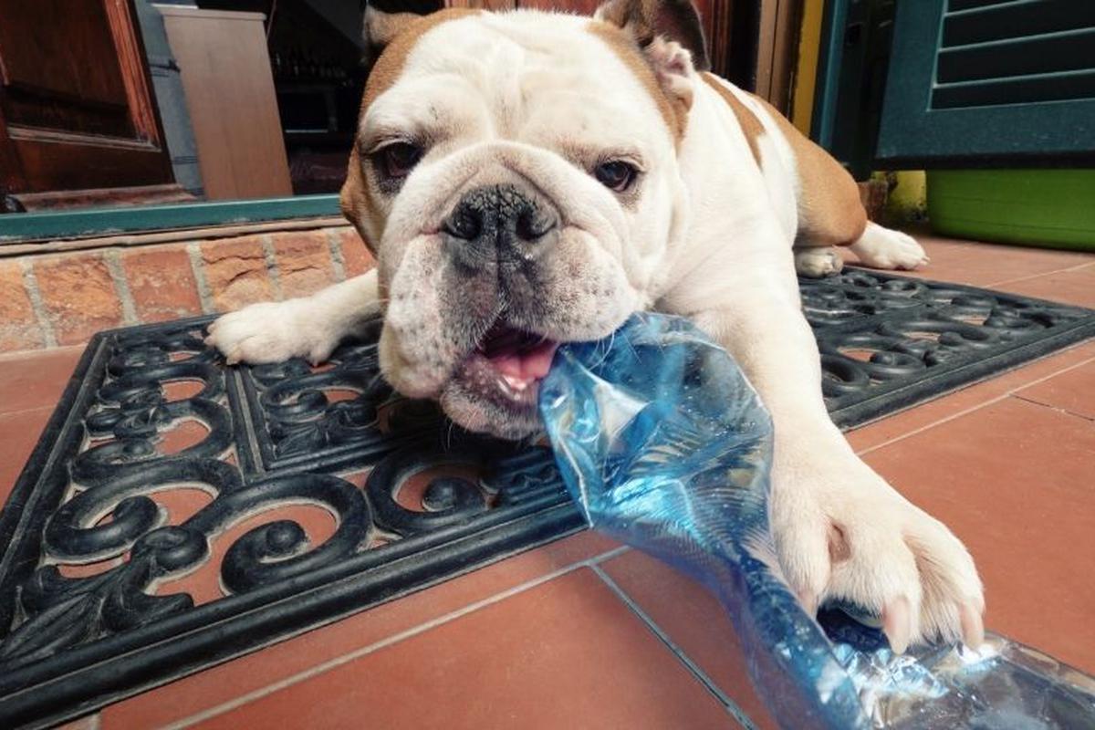 mudo quemado menos Mascotas: ¿Qué hago si mi perro comió plástico? | IMP | FAMILIA | TROME.COM