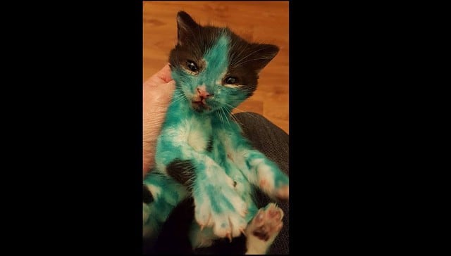 Unos gatitos fueron lastimados con una pintura muy fuerte. (Facebook)