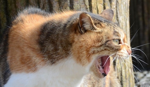 El video de los gatos causó revuelo en las redes. (Foto referencial: Pixabay)