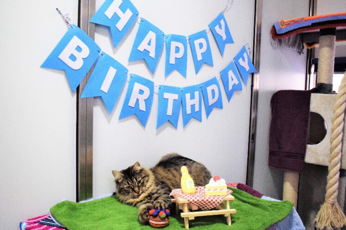 Una gatita rescatada se volvió tendencia porque ninguno de sus invitados acudió a la fiesta de cumpleaños que le organizaron para encontrarle un nuevo hogar. (Foto: battersea.org.uk)