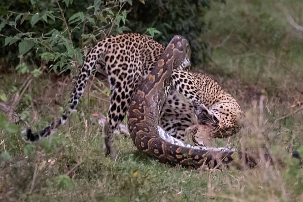 Una pitón decidió enfrentarse a un leopardo en medio de la reserva natural Maasai Mara Triangle de Kenia. (Foto: Kennedy News and Media)