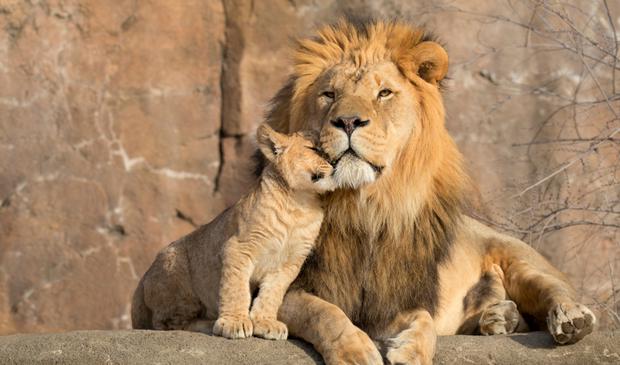 Qué significado tiene soñar con leones? | RESPUESTAS 