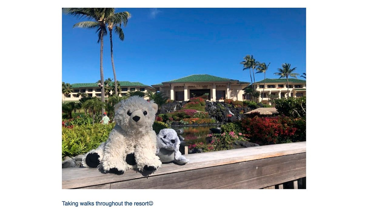 Dos peluches tuvieron unas vacaciones de lujo tras ser olvidados en un hotel de Hawaii. (Grand Hyatt Kauai / Facebook)