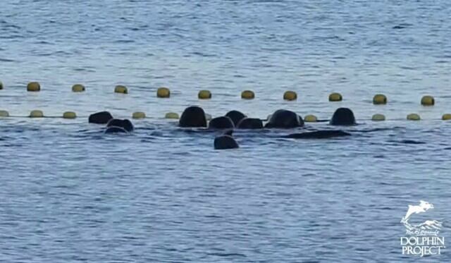 Se volvió viral en YouTube el momento en que un grupo de delfines se consuela mutuamente antes de su sacrificio. (Foto: Captura)