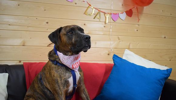 Organizan una fiesta para encontrarle un hogar a un perro y nadie asiste al evento. (Foto: Battersea Cats and Dog)