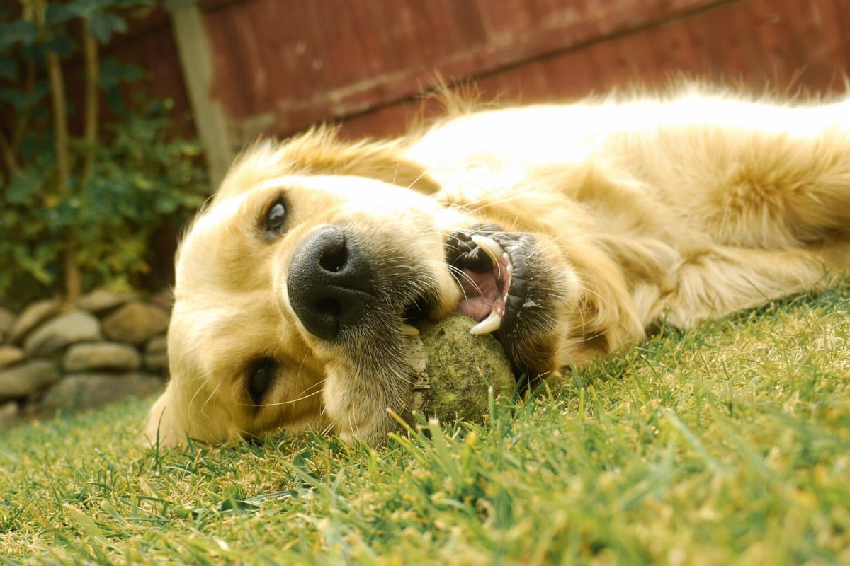 Un perrito conquistó los corazones de todos los amantes de las mascotas en YouTube por su peculiar modo de dormir. (Foto: Pixabay/Referencial)