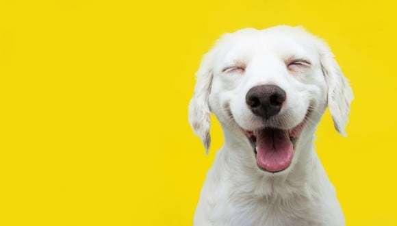 Es fácil detectar a una perro feliz. Foto: ¡Stock.
