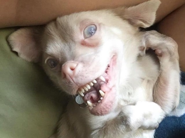 Tucker, el perrito que te robará el corazón con su sonrisa. Foto: Instagram