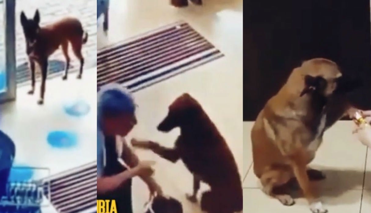 Video de perrito en veterinaria se ha vuelto viral. (Captura YouTube)
