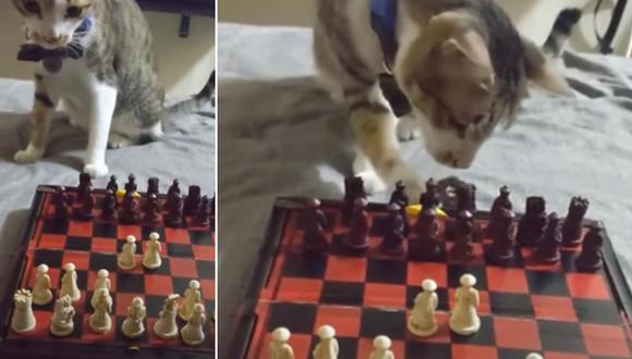 El gato fue captado ‘jugando ajedrez’ con su dueña y dejó boquiabiertos a los internautas. (Foto: ViralHog / YouTube)
