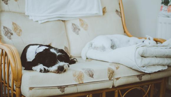 El sofá, la alfombra o tu ropa suelen estar llenas de pelos cuando se tiene una mascota en casa. (Foto: Lisa Fotios / Pexels)