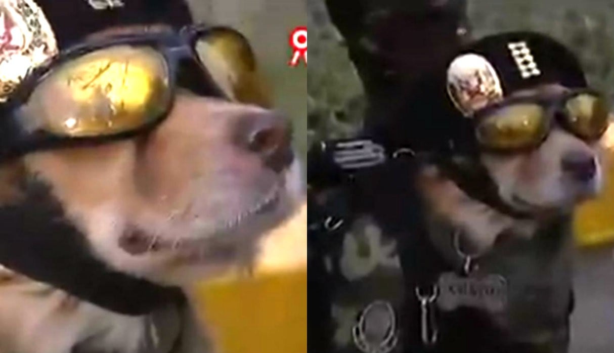 ‘Chato’, el policía canino que enamoró a cientos con su original look. Foto: Captura de Panamericana Televisión