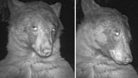 Uno de los osos del bosque dejó estas imágenes. (Fotos: @boulderosmp)