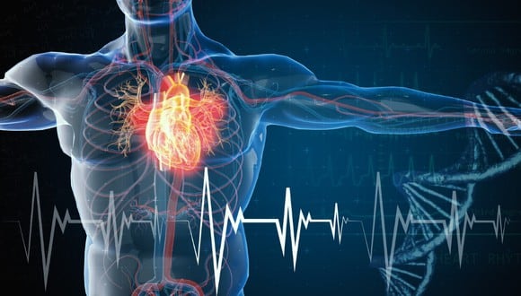 El corazón es un músculo que funciona como una bomba haciendo que la sangre circule continuamente por nuestro cuerpo a través del sistema circulatorio. Foto: ¡Stock.