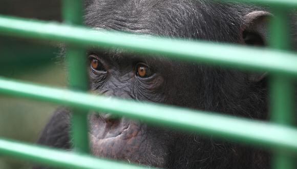 El antecedente favorable de la chimpancé Cecilia podría generar la liberación de Toti a un santuario en Brasil. (Foto referencial: ANWAR AMRO / AFP)