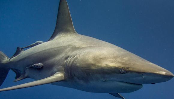 Esta especie de tiburón se encuentra por debajo de los 600 metros en las profundidades marinas. (Foto: Pixabay)
