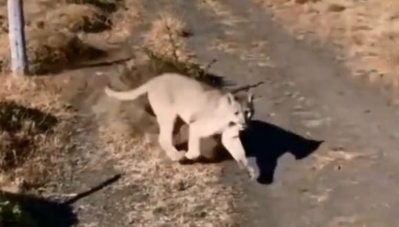 Un turista se topó con dos pumas, grabó todo y el video se volvió viral en redes sociales. (Foto: @rionegrocomar)