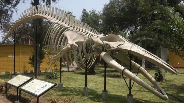 Museo de Historia Natural de San Marcos (Fotos: UNMSM)
