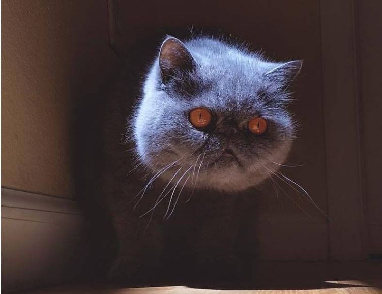 Gato sin cuerpo, Evil Cat