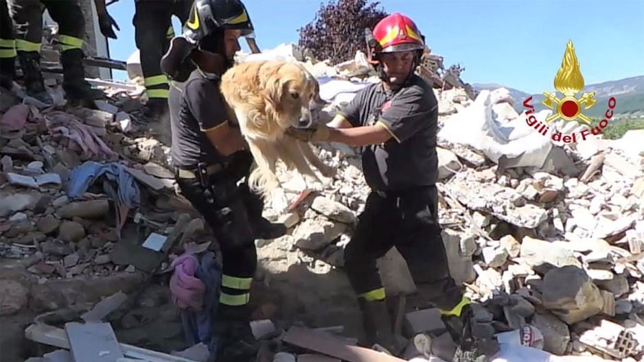 ¡Milagro! Perro sobrevivió nueve días bajo escombros del terremoto en Italia. (AFP)