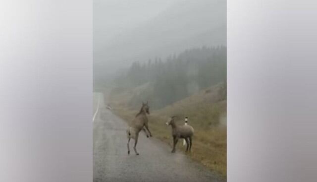 Dos carneros estaban decididos a arreglar sus diferencias con una pelea.  (YouTube: Caters Clips)