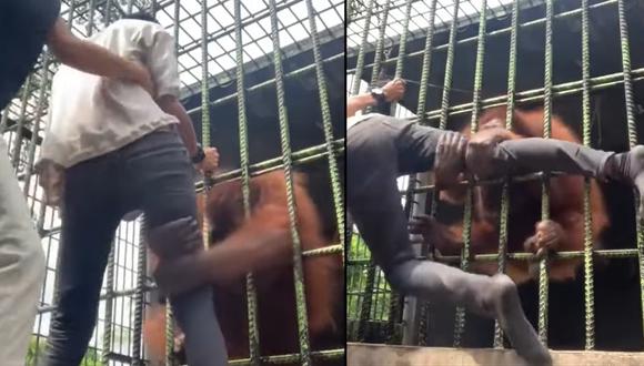 El orangután logró sujetarlo de las piernas y casi lo voltea, pero la ayuda del amigo impidió que lo hiciera. (Foto: Captura de video)