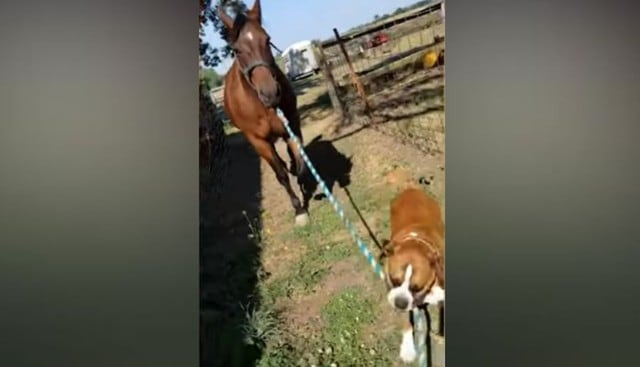 El can se convirtió en el guía del caballo para ir al granero. (YouTube: Caters Clips)