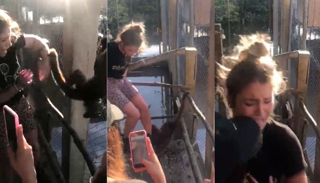 Flavia Laos fue atacada por mono que 'le robó' su arete en zoológico de Iquitos | VIDEO