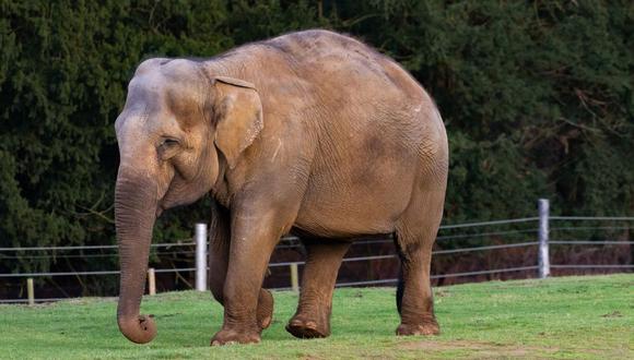 El Fondo Mundial para la Naturaleza señala que los elefantes matan cada año entre 100 y 300 personas en India. (Foto: Pixabay)