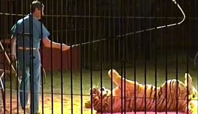 Domador de circo es asesinado por sus tigres. Foto: Captura de Circus Mania TV / YouTube
