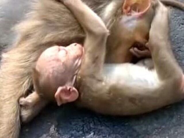 Testigos afirman que el pequeño mono no quería separarse de su madre. El pequeño trato de "despertar" a su progenitora.