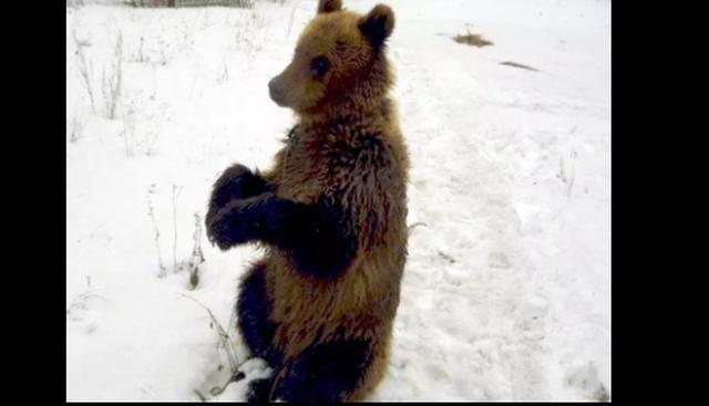 Sergey Grigoriyev fue devorado por un oso que había mantenido como mascota por cuatro, en Rusia. (Fotos: East2West News)