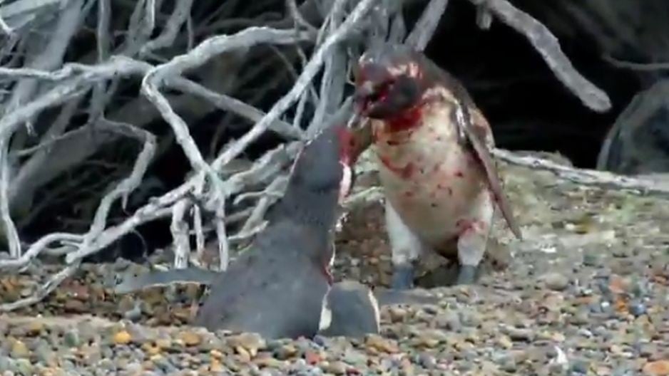 pelea de pinguinos causa conmoción en las redes sociales