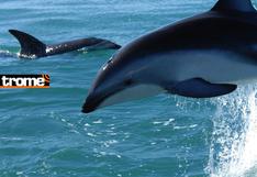 Especies en peligro: Delfines, cormoranes y rayas son atrapadas por las redes de pesca en el mar peruano