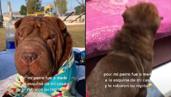 A través de TikTok se viralizó la historia de un perrito al que le robaron su suéter. (TikTok: @ramoslu__)