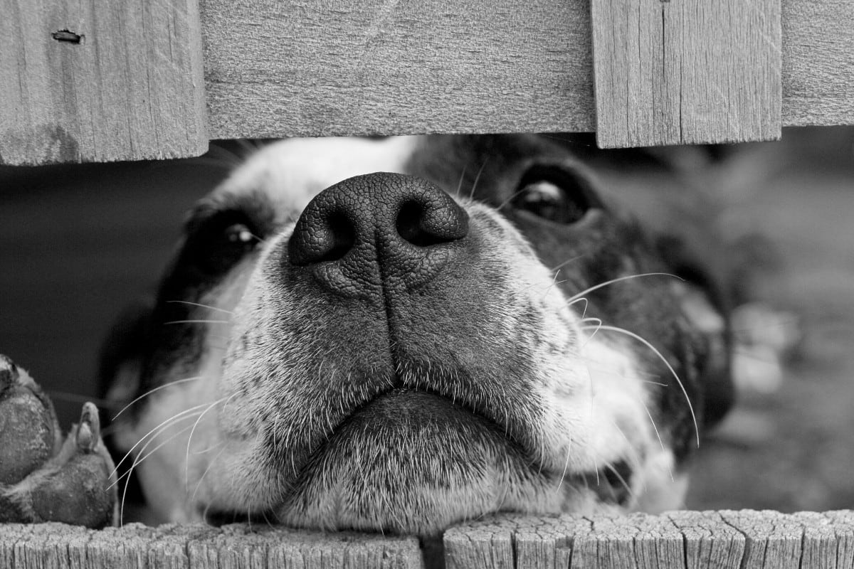 Un perro se robó los corazones de todos en las redes sociales por su reacción en medio del aislamiento social obligatorio impuesto para evitar la propagación del coronavirus. (Foto: Pixabay/Referencial)