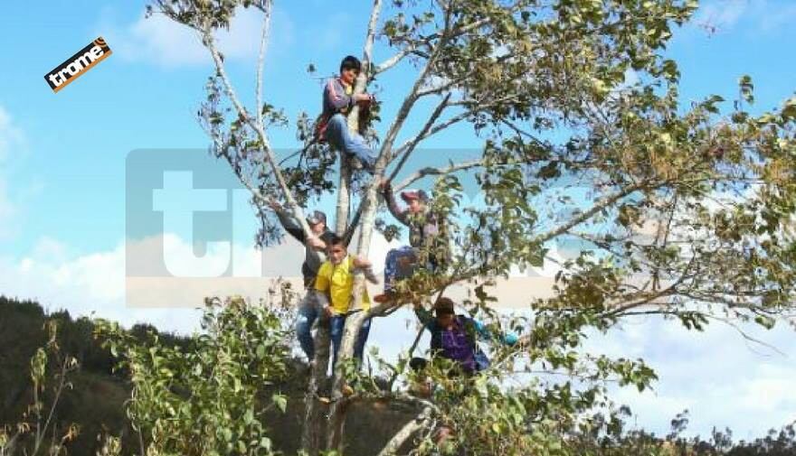 Alianza Lima vs Comerciantes Unidos: Hinchas treparon árbol para ver partido arriesgando sus vidas