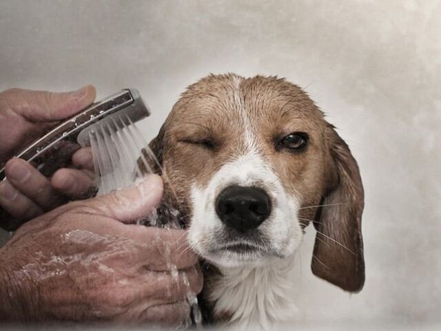 Después de baña al perro, no es aconsejable que lo saques a la calle, pues la corriente de aire podría ocasionarle una enfermedad.