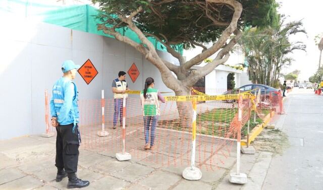 El árbol de más de 40 años se ubica en la cuadra 1 del jirón Justo Vigil en el distrito Magdalena del Mar. (Foto: Difusión)