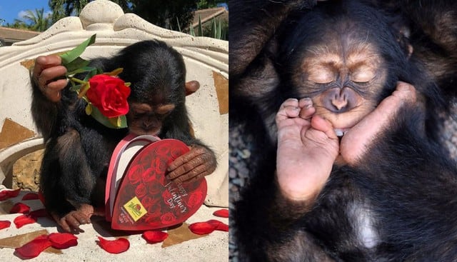 Instagram Viral - Limbani el chimpancé