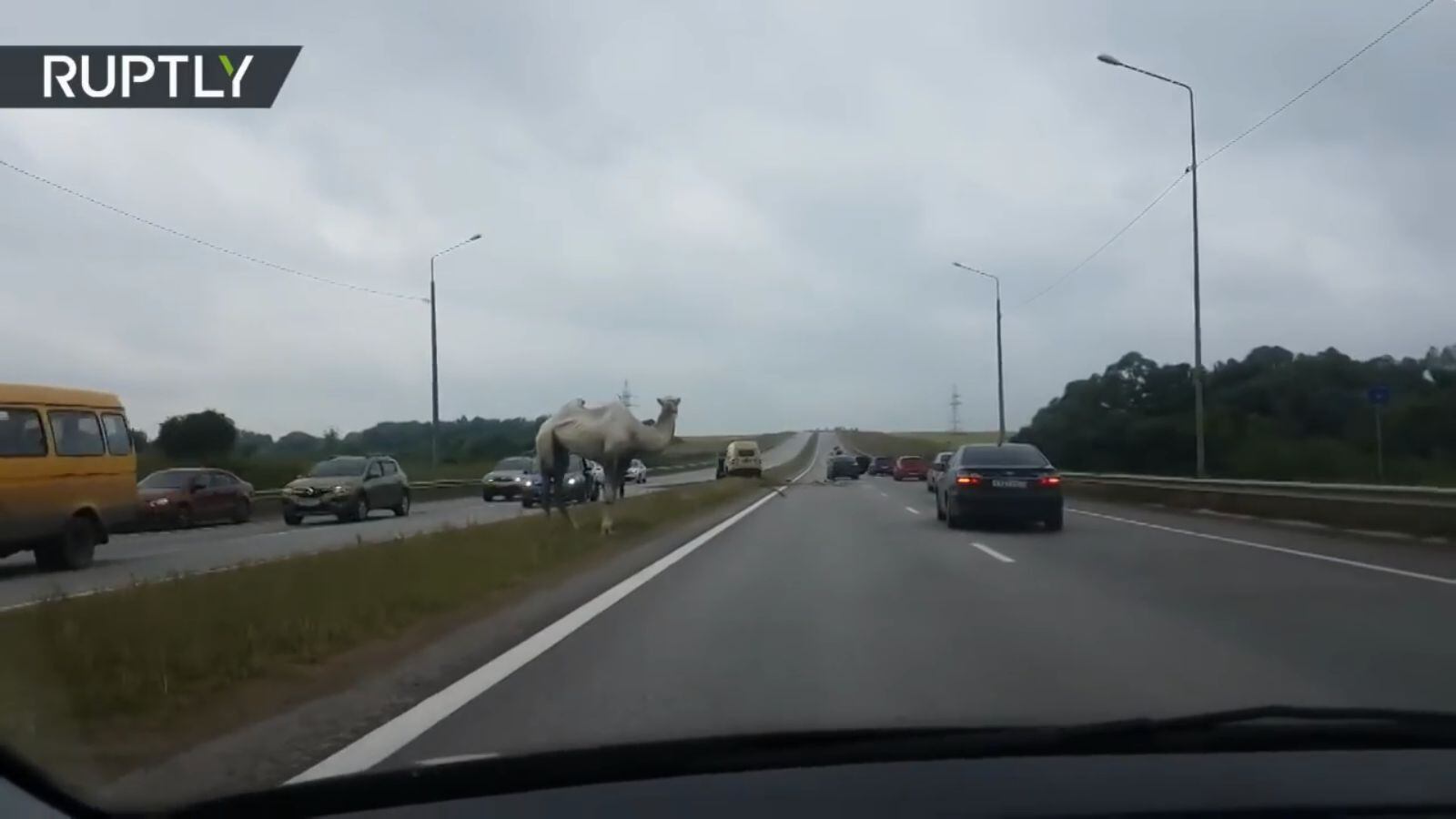 Un camello alborotó a muchos conductores en una carretera de Rusia. (Captura YouTube - Ruptly)