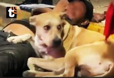 Amigo fiel: perrito se hace viral tras no abandonar a su dueño que fue arrollado por automóvil