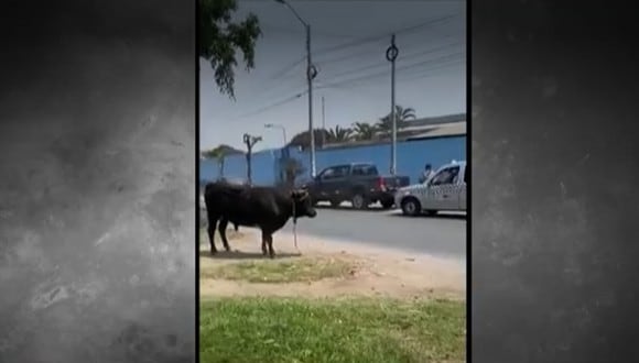 Toro escapa de camión y ataca patrullero de serenazgo. Foto: América Noticias