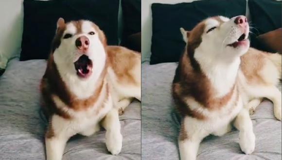 El perro de raza hushky ha sorprendido a los usuarios de redes sociales por su habilidad por imitar el sonito de la alerta sísmica. (Tiktok: @ringostar20222)